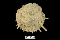 藏品(海菊蛤)的圖片